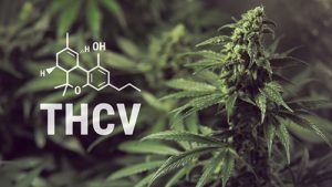 thcv in your system Tetrahydrocannabivarin 