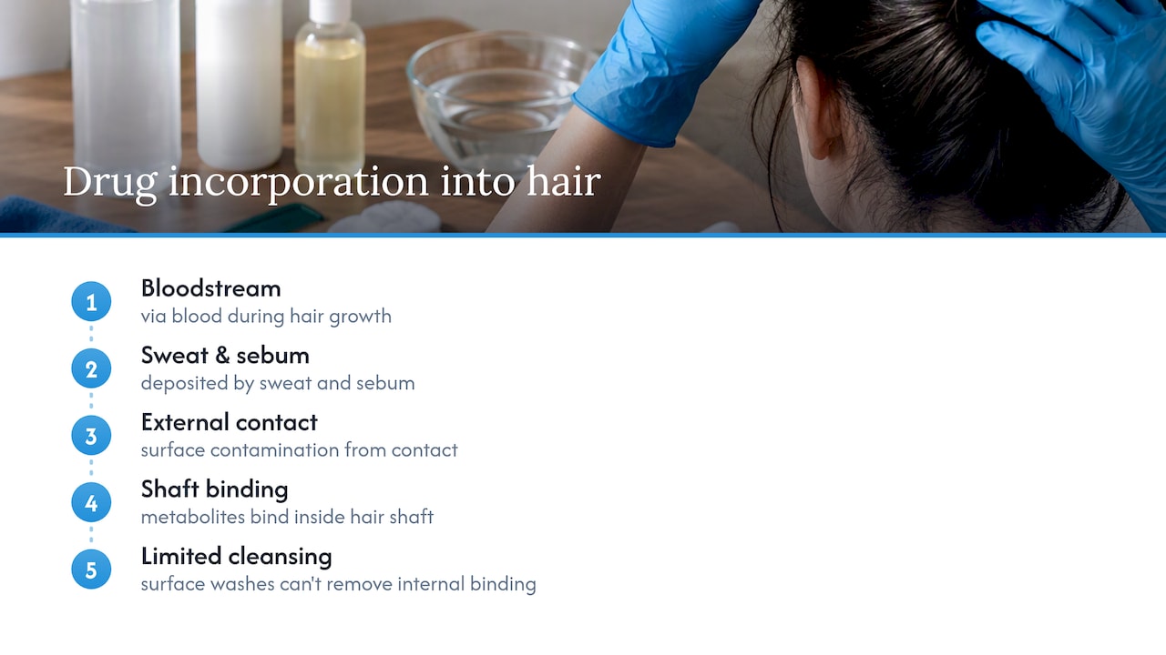 Diagram of drug pathways into the hair shaft