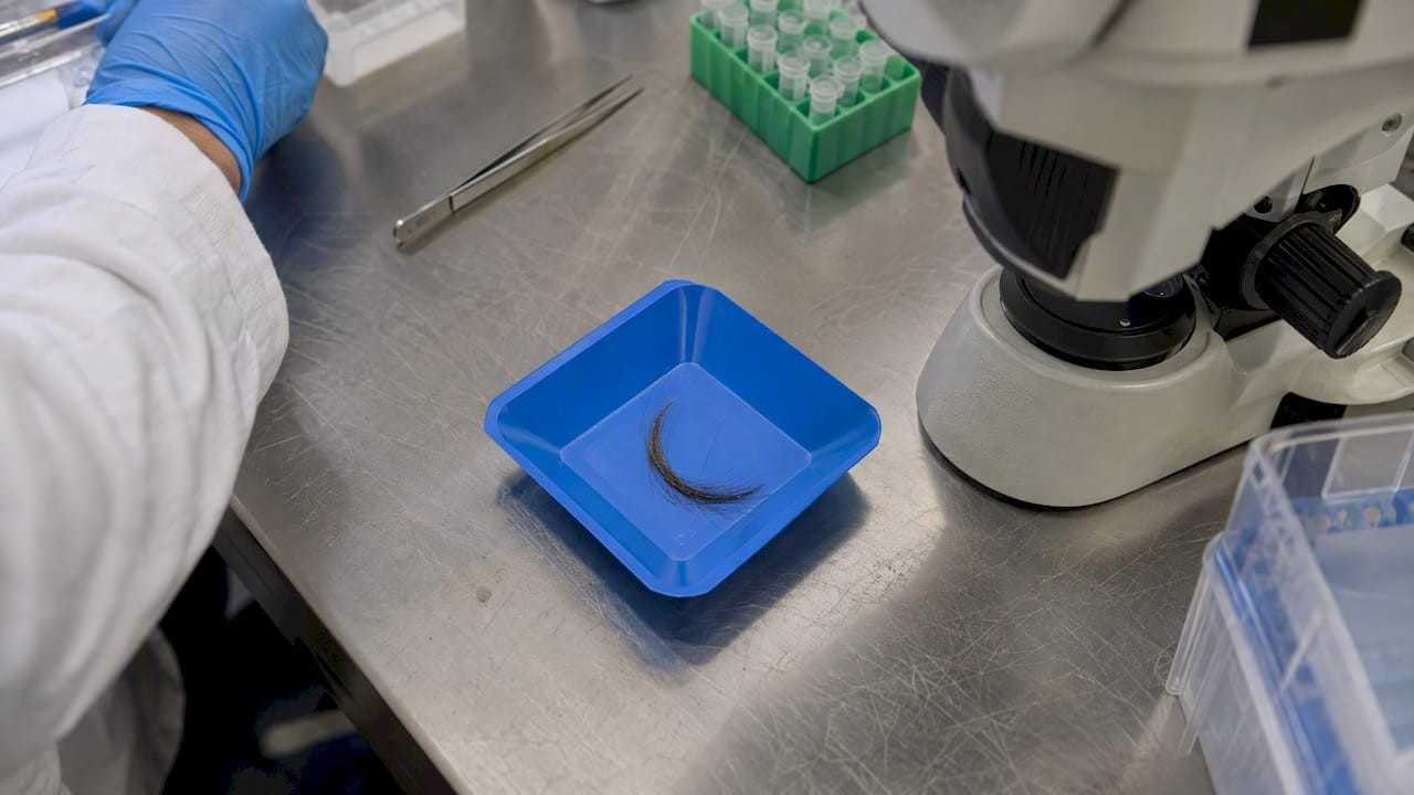 1792559575818_Hair-specimen-prepared-for-laboratory-testing